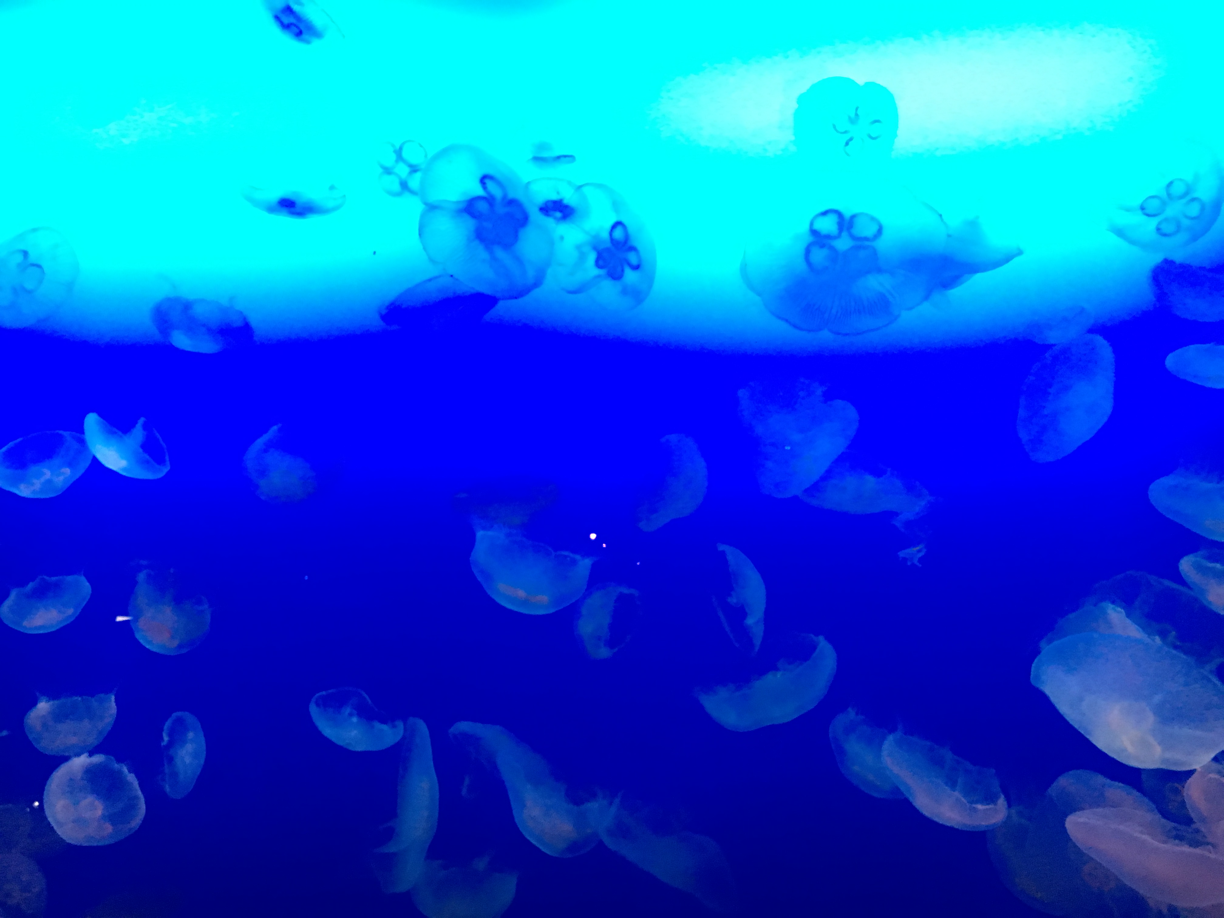 新江ノ島水族館クラゲに癒される